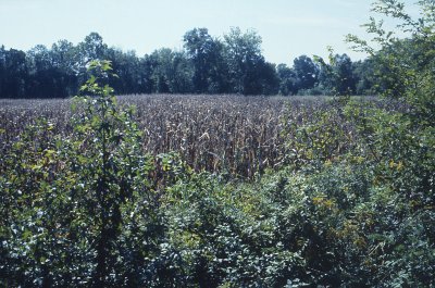 Cornfields