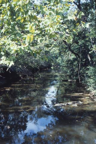 Upstream at Cascade Creek