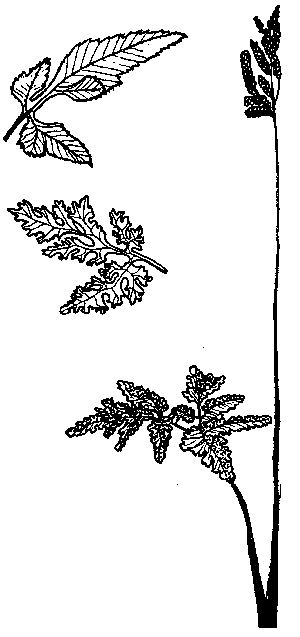 Grape Fern
