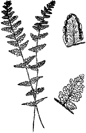 Hairy Lipfern
