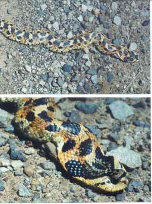 Hognose Snake
