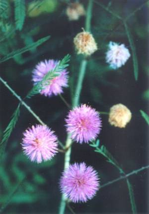 Narrow-leaved Sensitive Brier