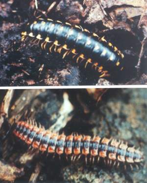Millipedes