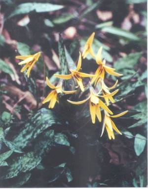 Troutlily (Erythronium americanum)