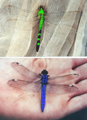 Green Clearwing and Blue Skimmer Dragonflies