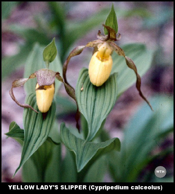 Yellow Lady's Slipper (Cypripedium calceolus)