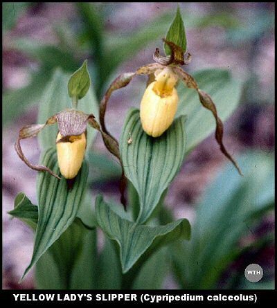 Yellow Lady's Slipper