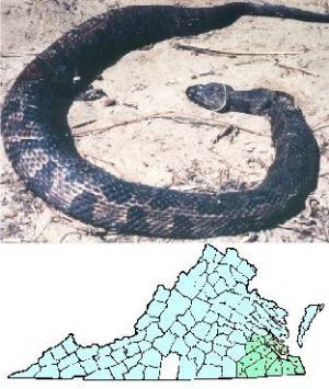 Cottonmouth Moccasin