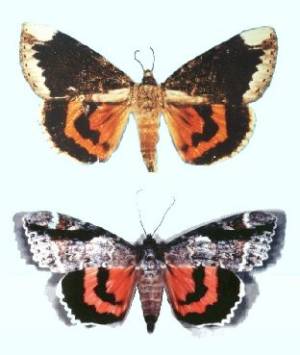 Two Underwing Moths