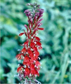 Red Lobelia