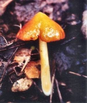 Witch's Hat (Hygrophorus conicus)