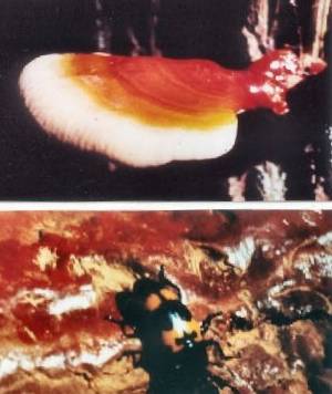 Varnish Shelf Fungus