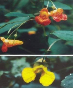 Jewelweed