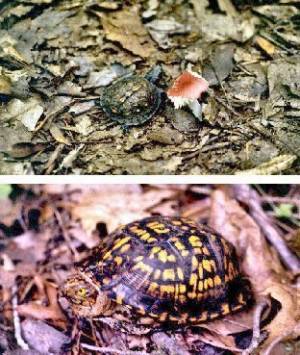 Box Turtle (Terrapene Carolina)