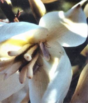Yucca Plant (Yucca filamentosa)