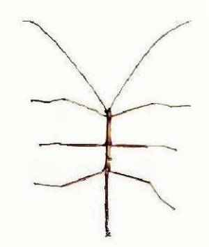 Walkingstick (Diapheromera femorata)