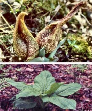 Skunk Cabbage