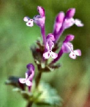 Henbit (Lamium amplexicaulis)