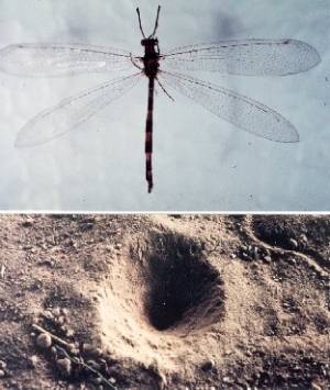 Antlion and Pit