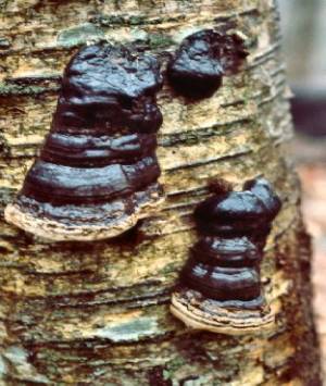 Tinder Polypore