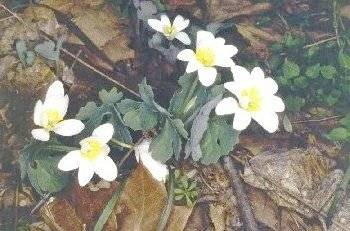 Bloodroot