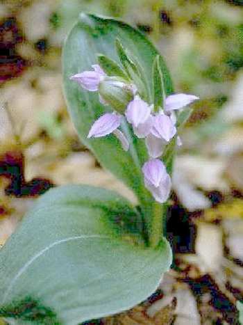 Showy Orchis