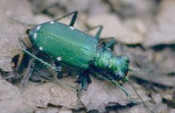 Tiger Beetle