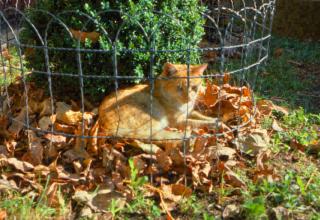Courthouse cat