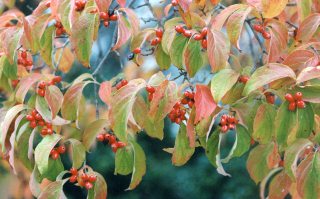 Dogwood