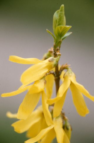 Forsythia
