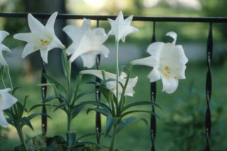 Easter lilies grace a front porch