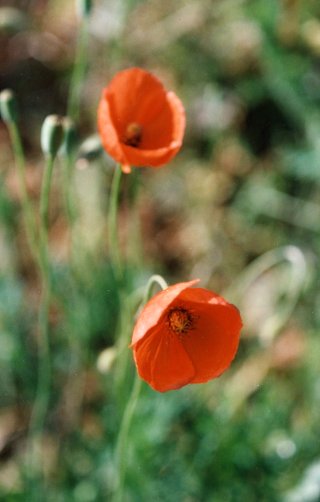 Streetside poppies