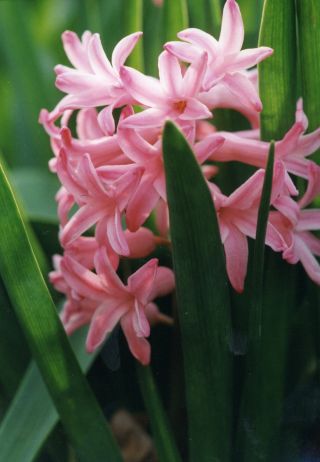 Hyacinths
