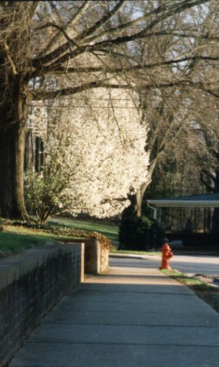 Crab apple in full blossom.