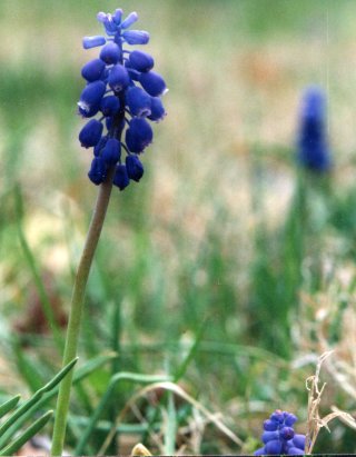 Grape hyacinths