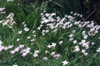Spring Starflowers