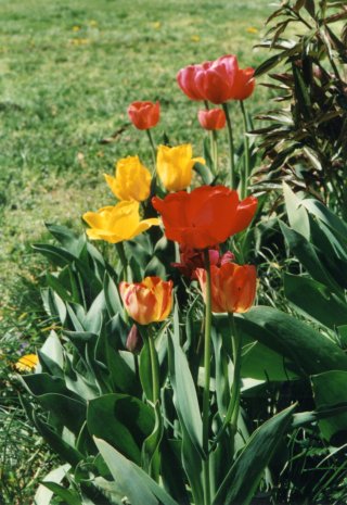 Tulips on Whittle Street.