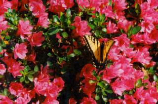 Butterfly and azalea