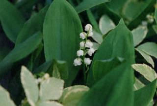 Lily of the Valley