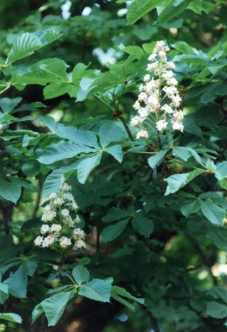 Buckeye blossoms