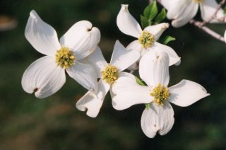 Dogwood crosses