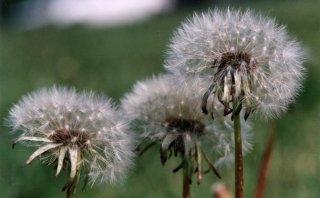 Dandelion trio