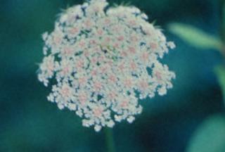 Queen Anne's Lace