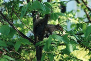 Squirrel