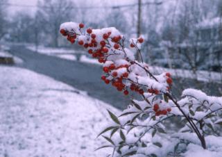Pyracantha