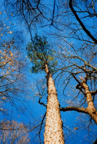 Shortleaf pine