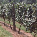 Tomahawk Mill Website